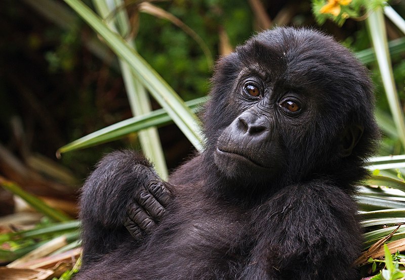 safety while tracking gorillas