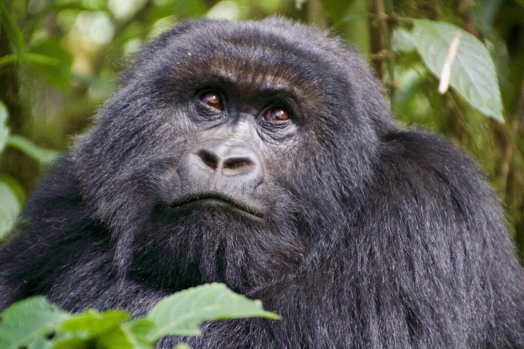 How safe are gorilla trekking tours