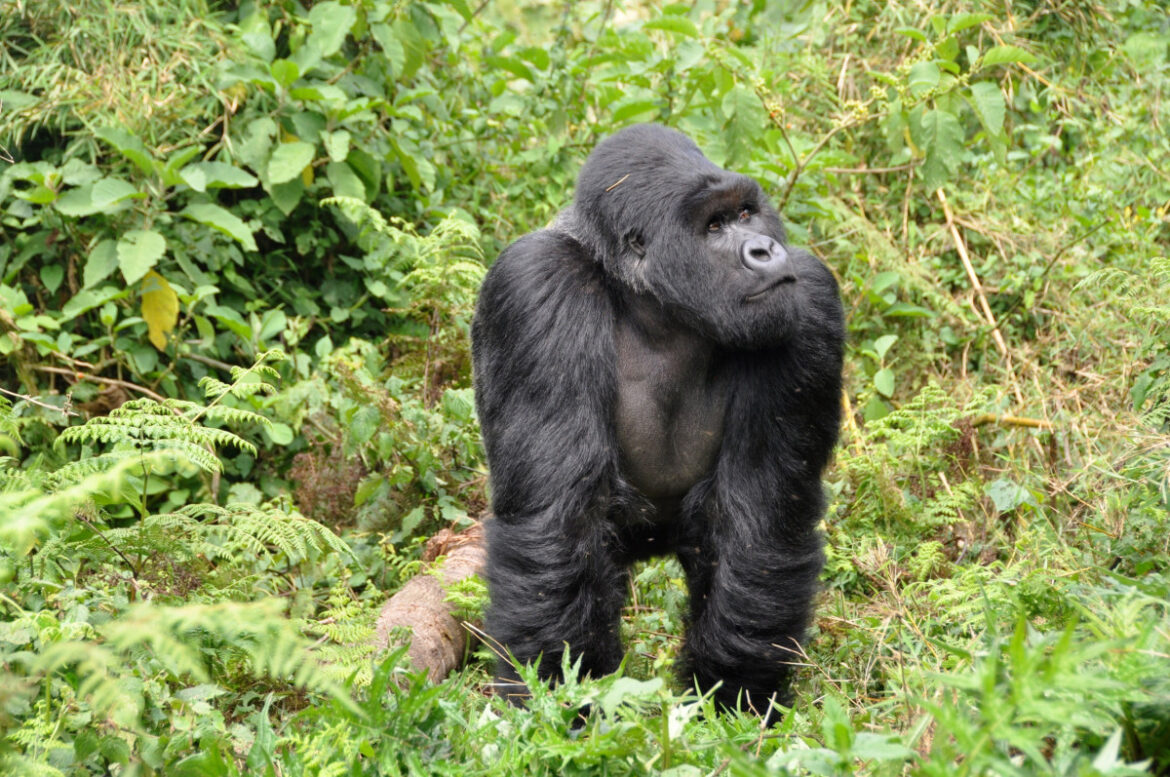 safe gorilla trekking tours Safe gorilla trekking tours