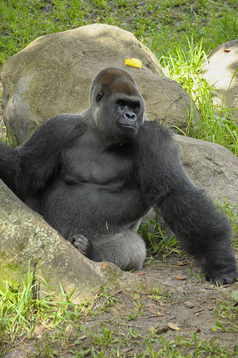 Gorilla trekking safety tips