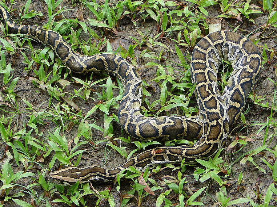 African rock python
Python sebae
(Leticia)    a non-venenous constricor of the African Savanas