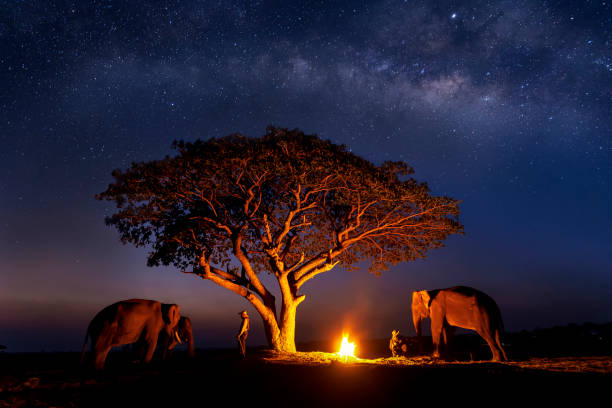 night safaris in africa